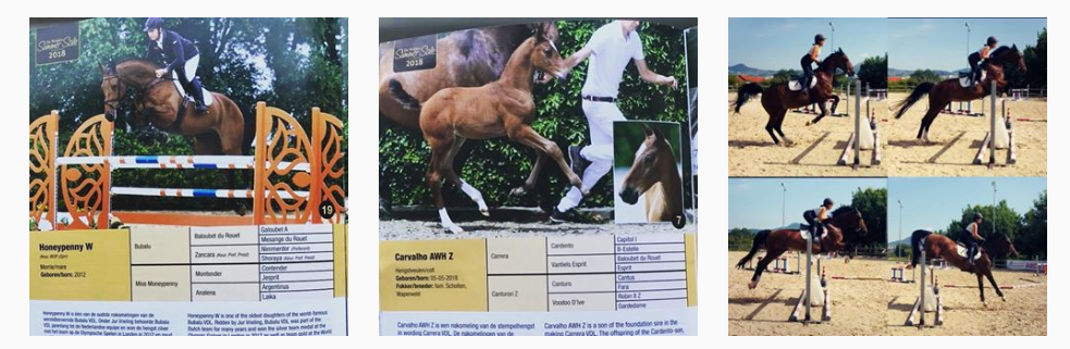 Expanding the Vardags Equestrian family