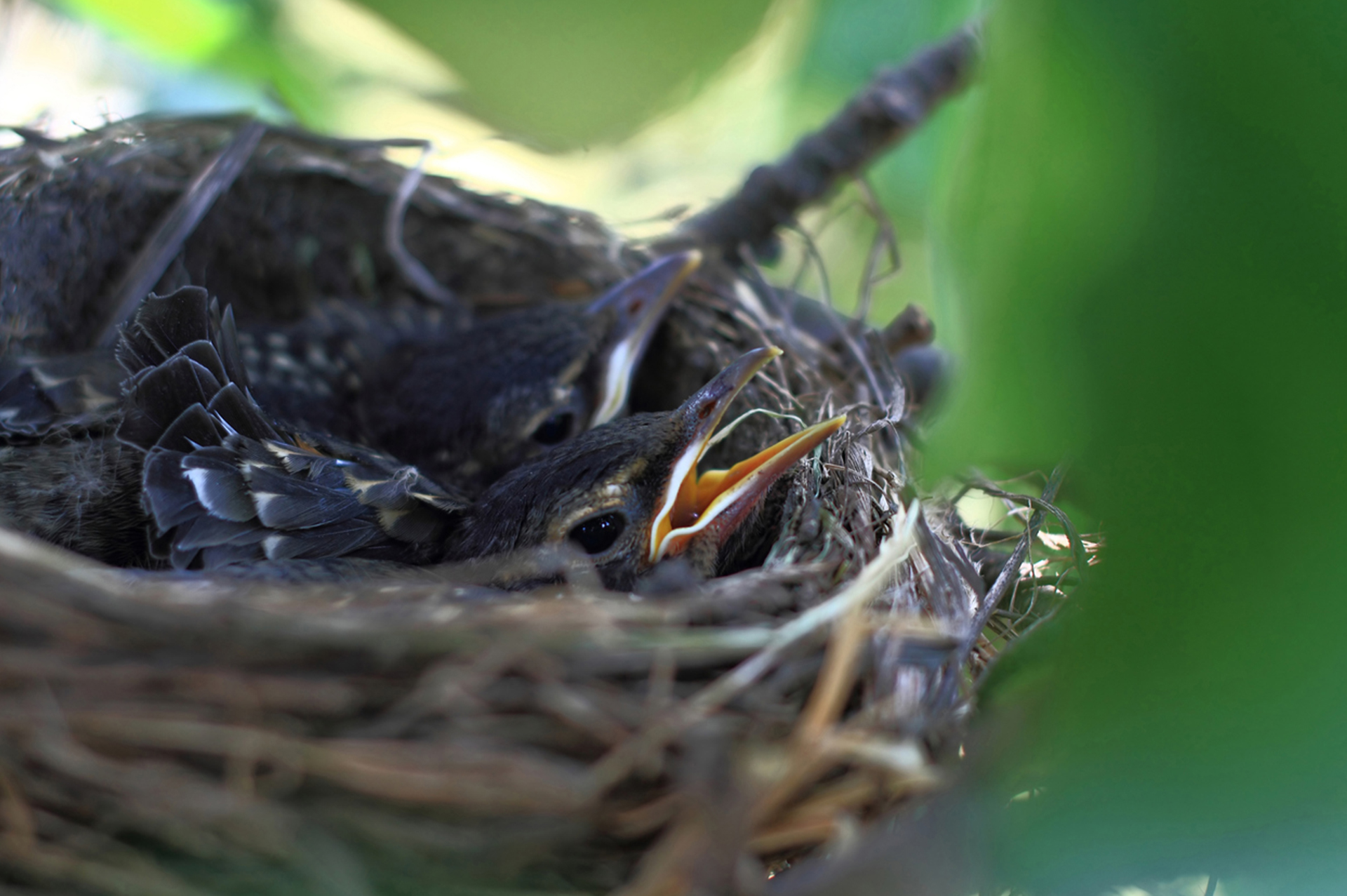 One Nest or Two?