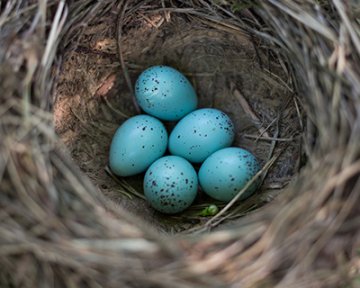 Parents in Germany find themselves in Cuckoo land