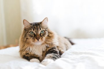 Estate planning: How can I keep my pets safe after my death?