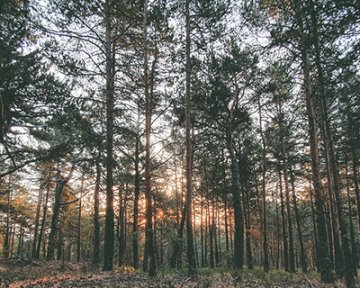 Yamato Tanooka and Japans complicated history with child abandonment