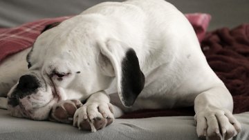 When it comes to divorce, who gets the family pet?