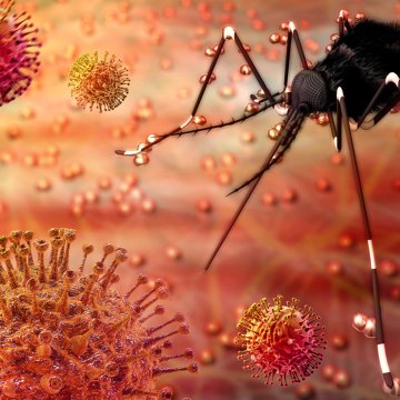 Family planning needed in Zika-afflicted areas